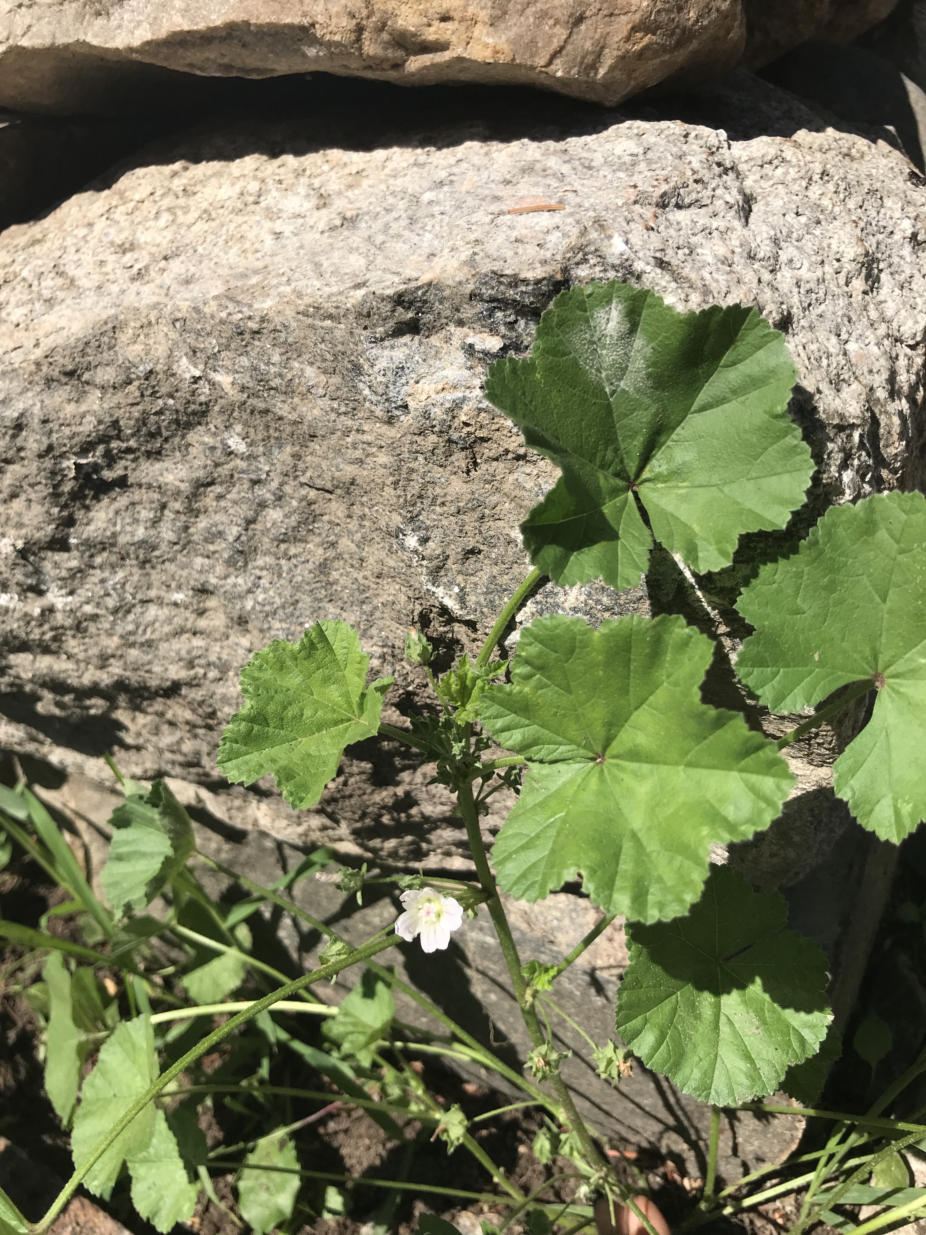 Common mallow / Malva neglecta  Black Squirrel Farms