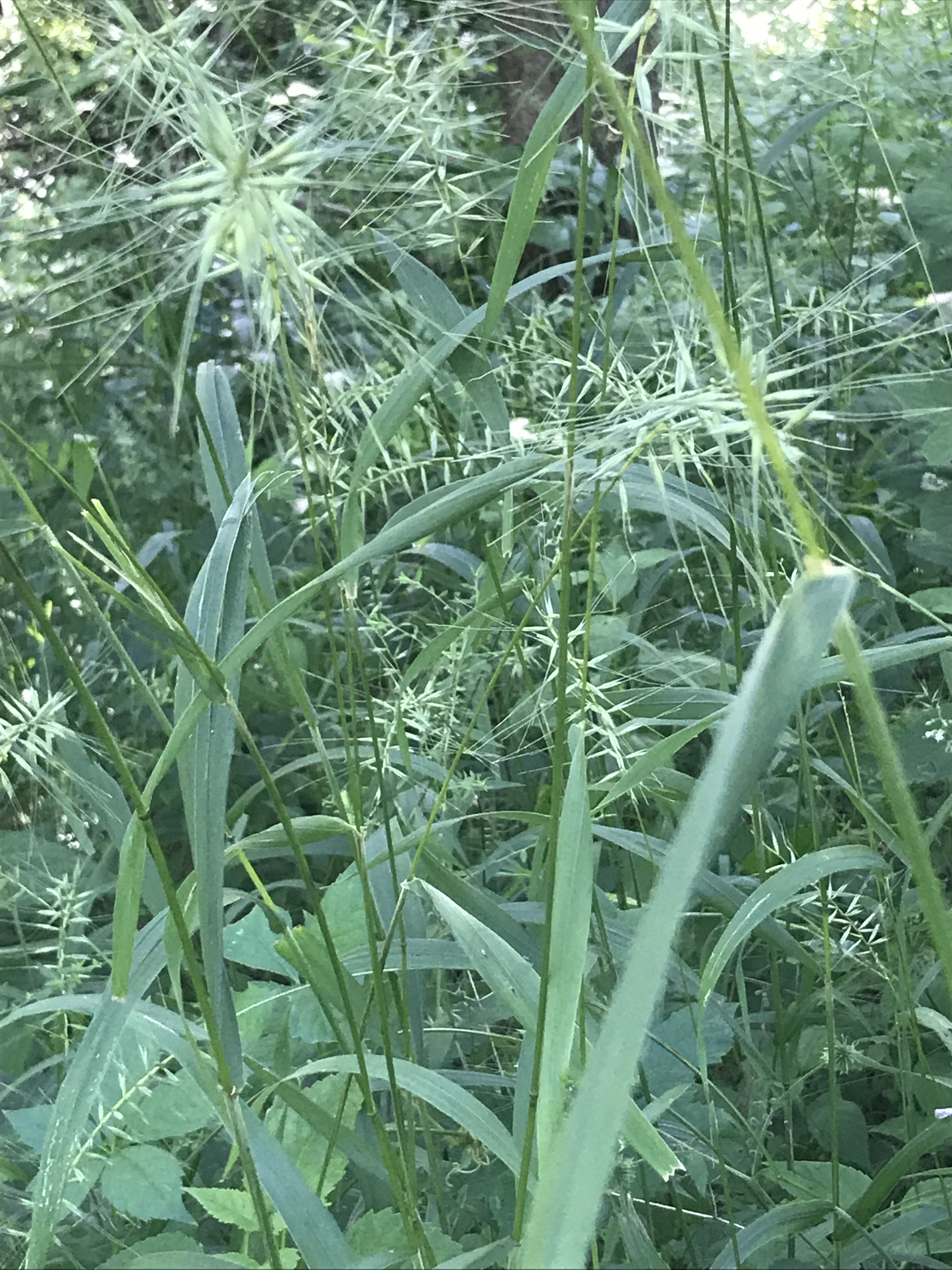 Bottlebrush grass / Elymus hystrix – Black Squirrel Farms