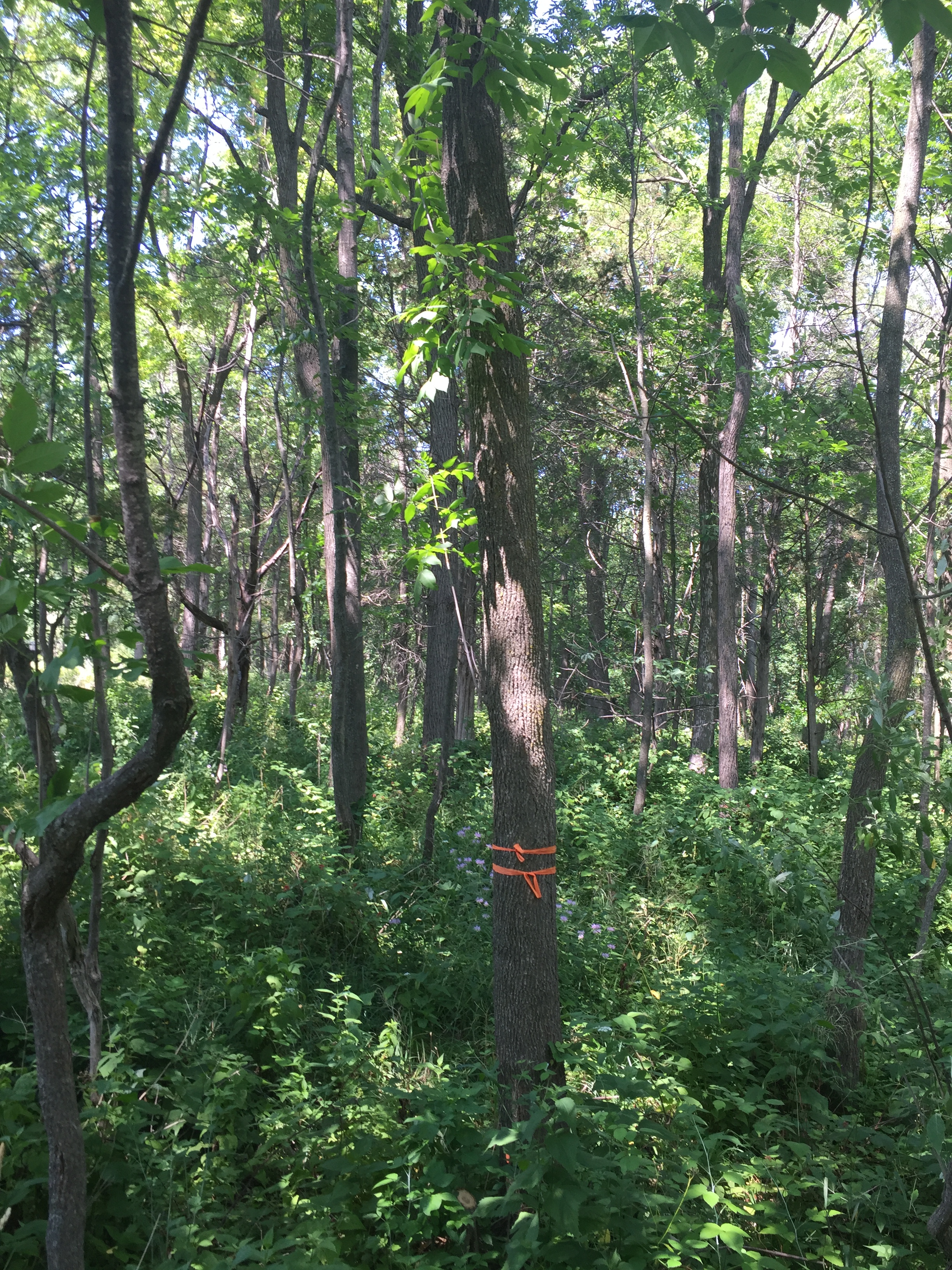 Green ash / Fraxinus pennsylvanica – Black Squirrel Farms