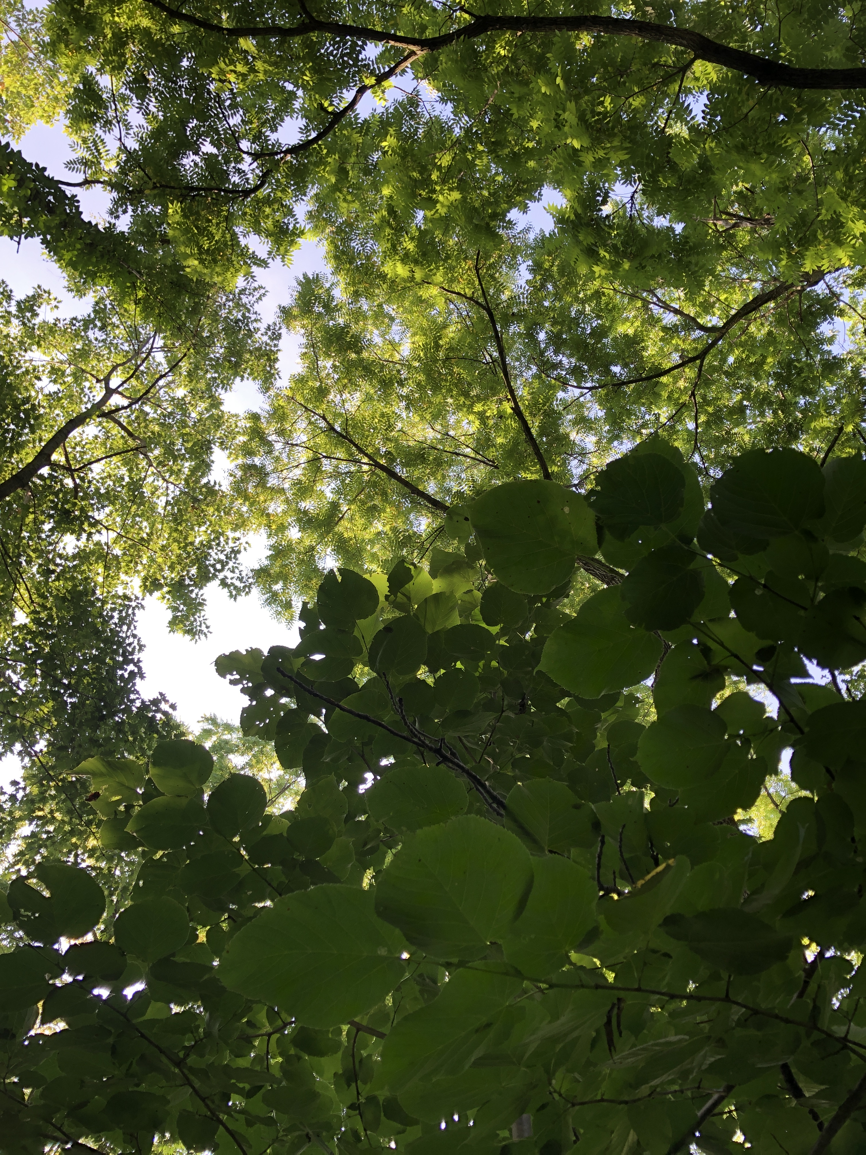 Ashmead’s Kernel apple tree – Black Squirrel Farms